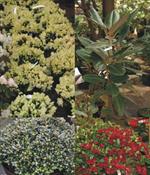 Div. Rhododendron